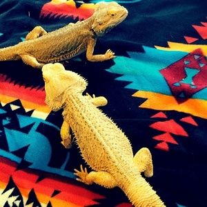 Meet your Posher, Roxey